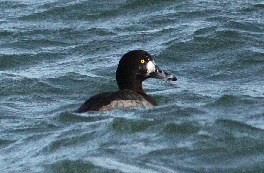 Greater Scaup - Randy Pinkston