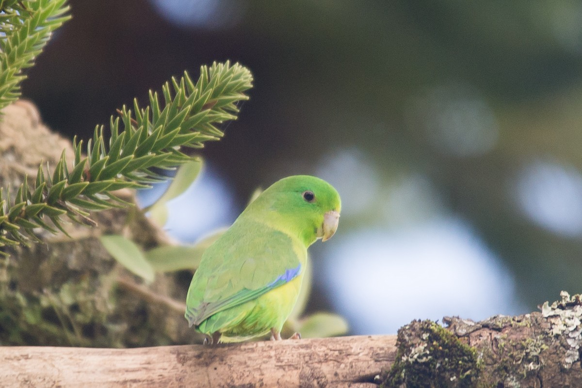 Cobalt-rumped Parrotlet - ML464610851