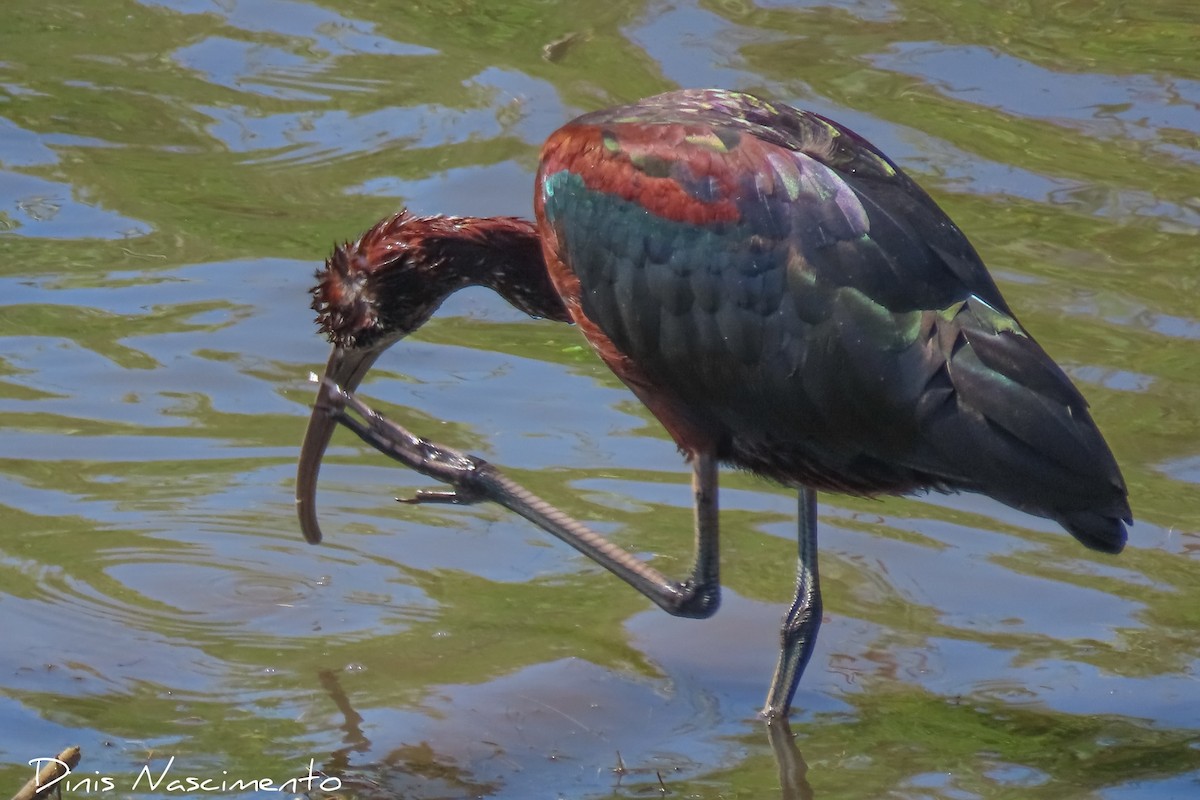 Glossy Ibis - Dinis Nascimento