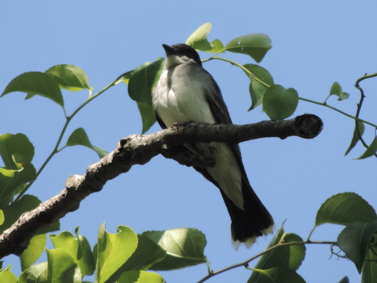 Eastern Kingbird - ML464611851