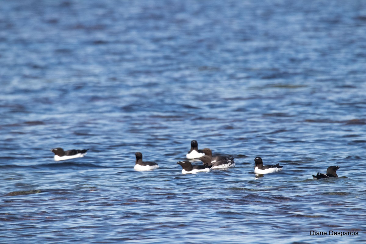 Common Murre - ML464615031