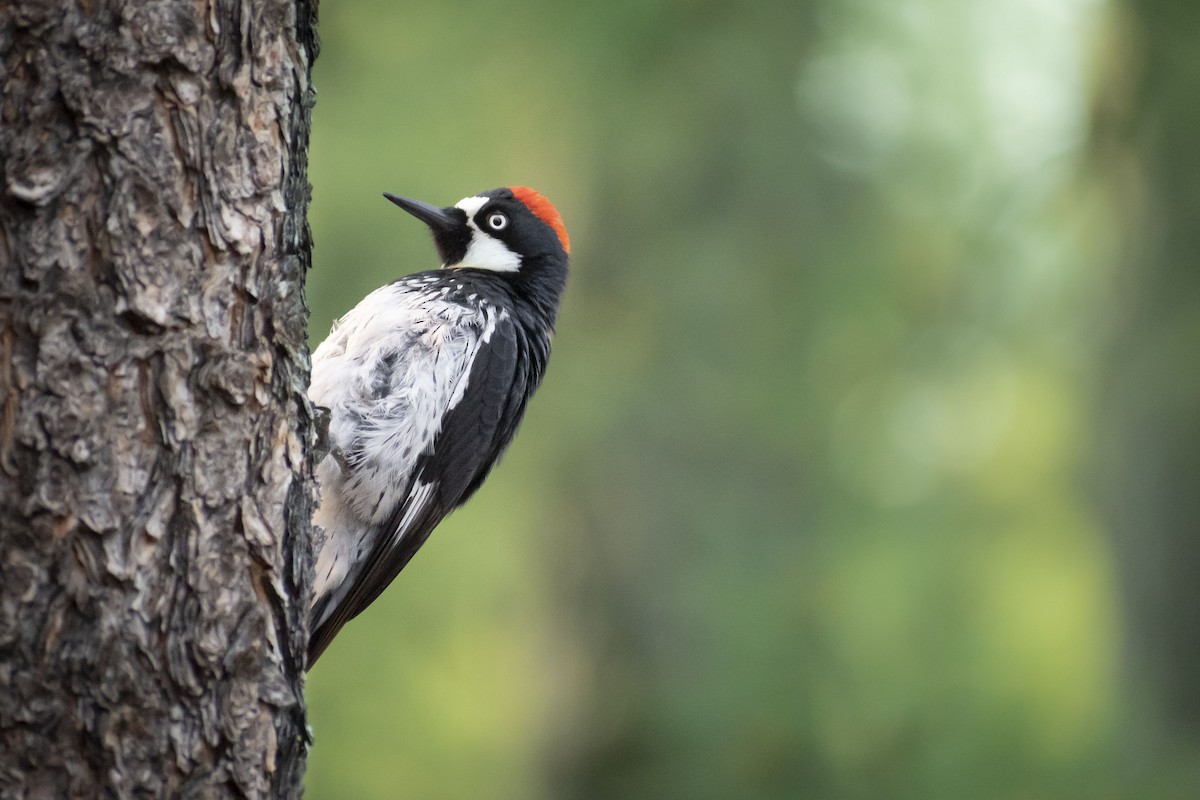 Acorn Woodpecker - ML464615551