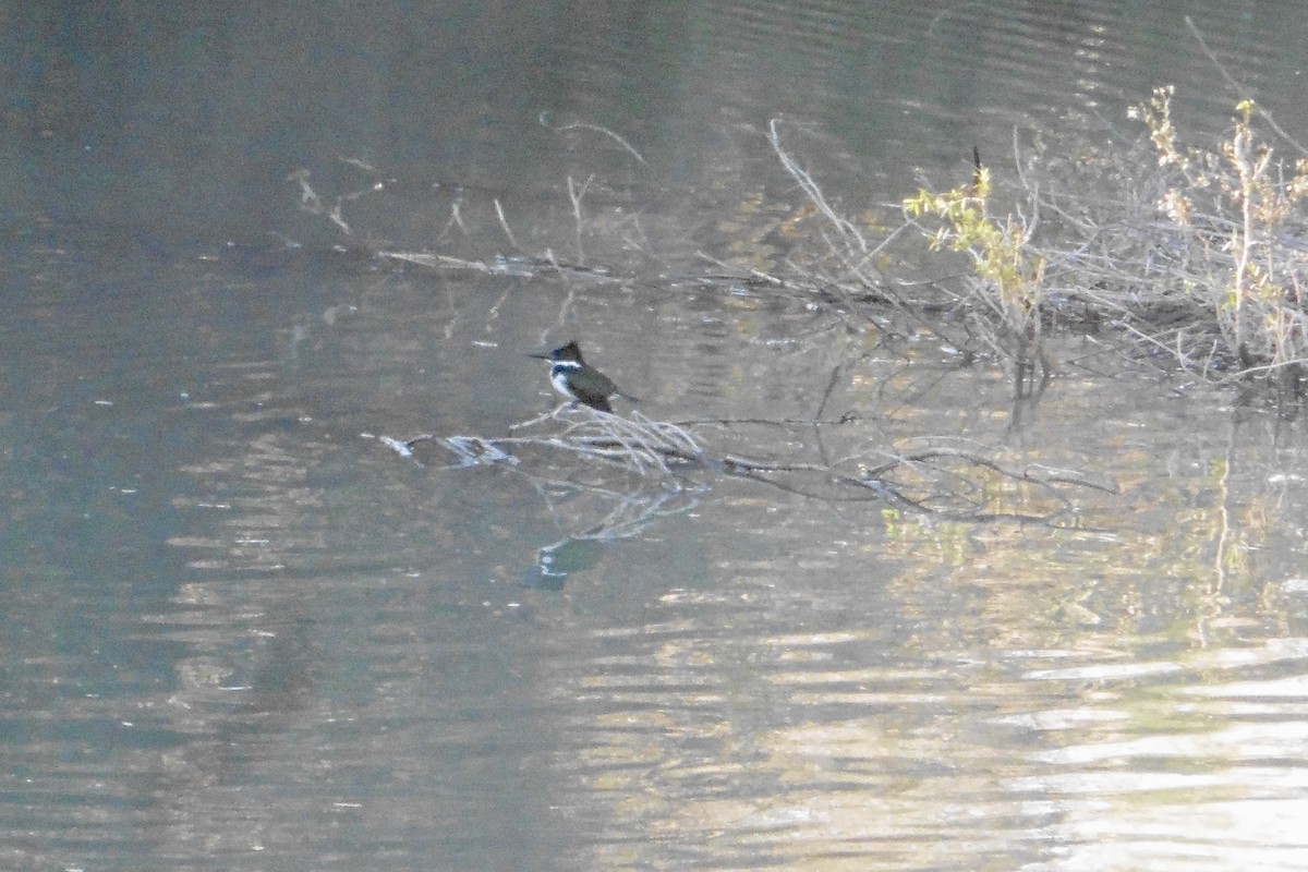 Martin-pêcheur d'Amazonie - ML464615841