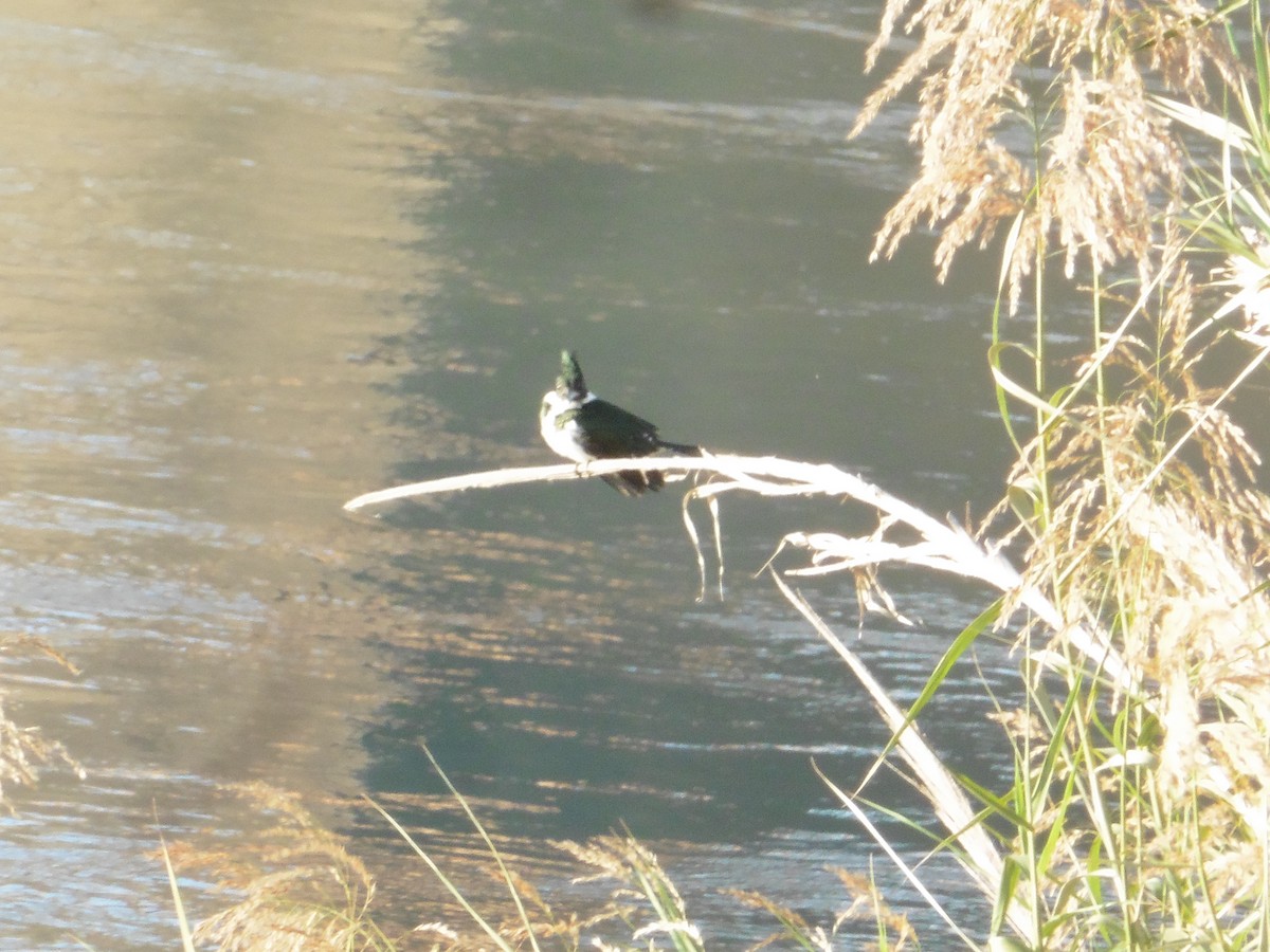 Martin-pêcheur d'Amazonie - ML464615871