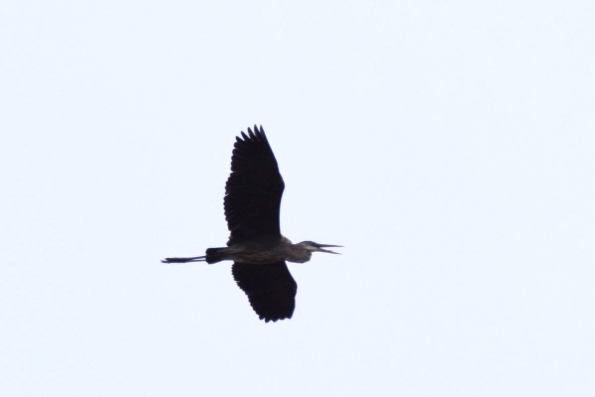 Great Blue Heron - ML46461681