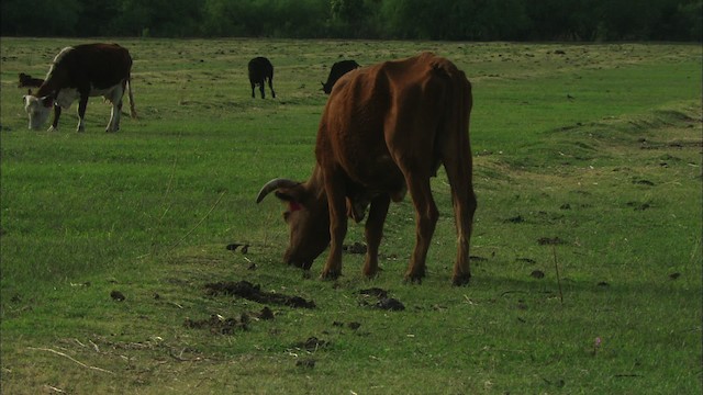 Cattle (Domestic type) - ML464617