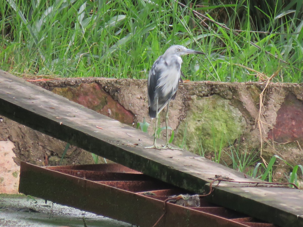 Little Blue Heron - ML464618071