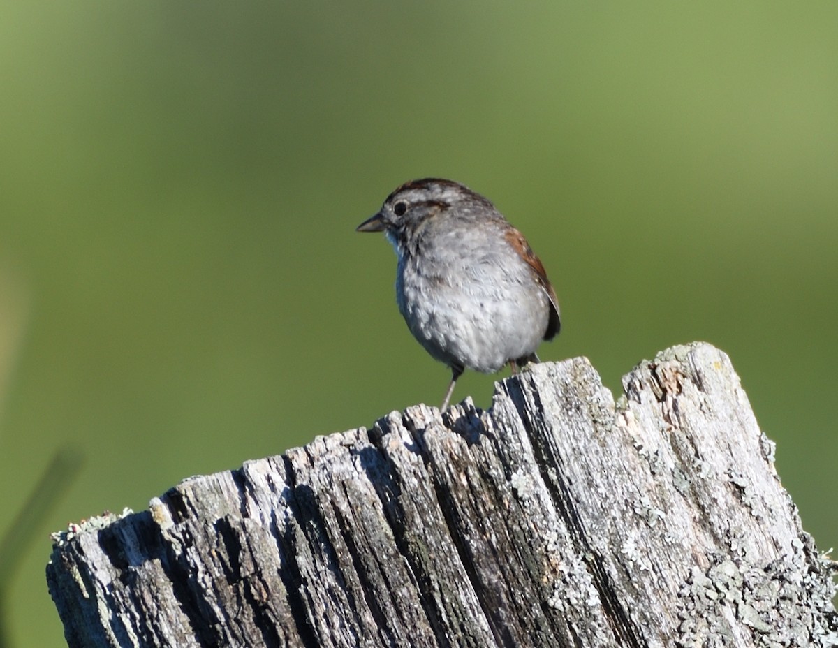 Swamp Sparrow - ML464619151