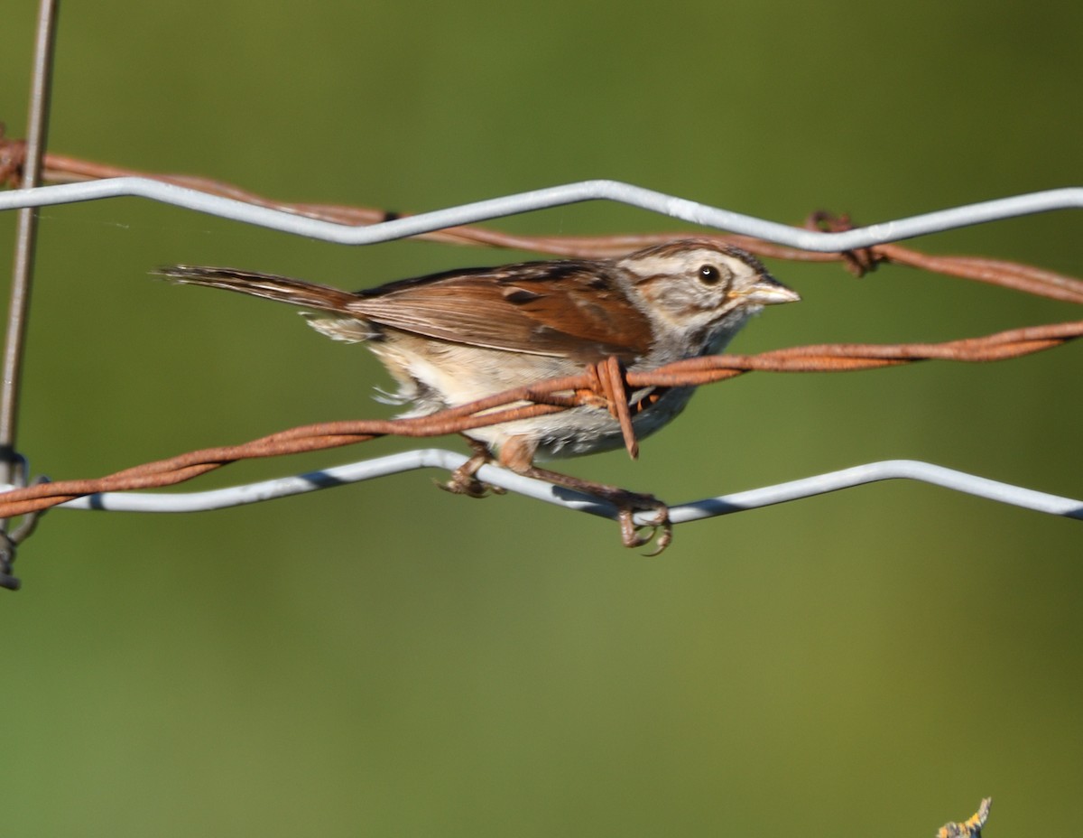 Swamp Sparrow - ML464619221