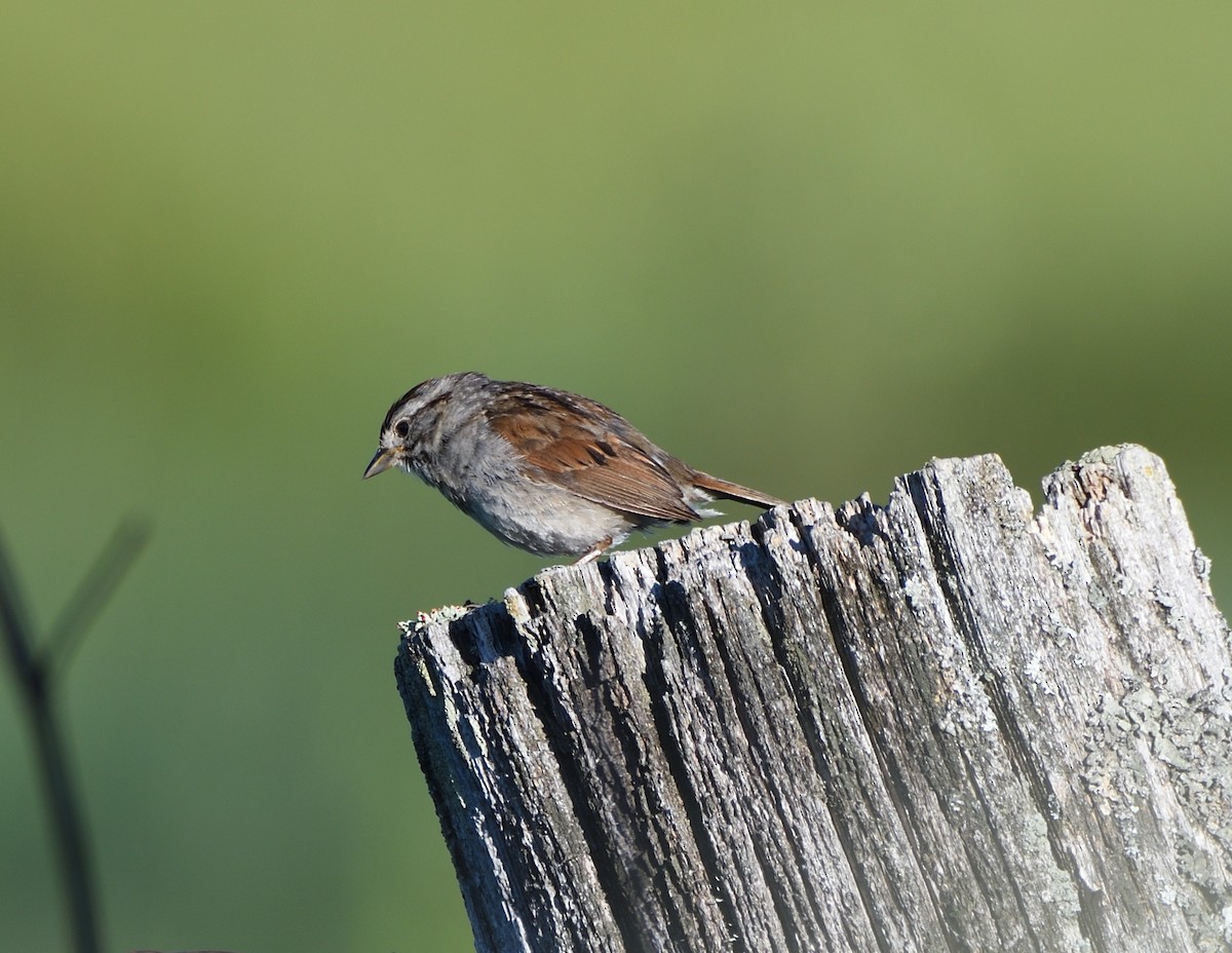Swamp Sparrow - ML464619241