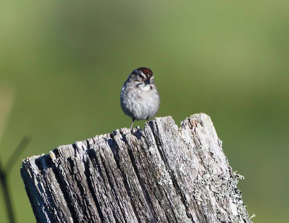 Swamp Sparrow - ML464619251