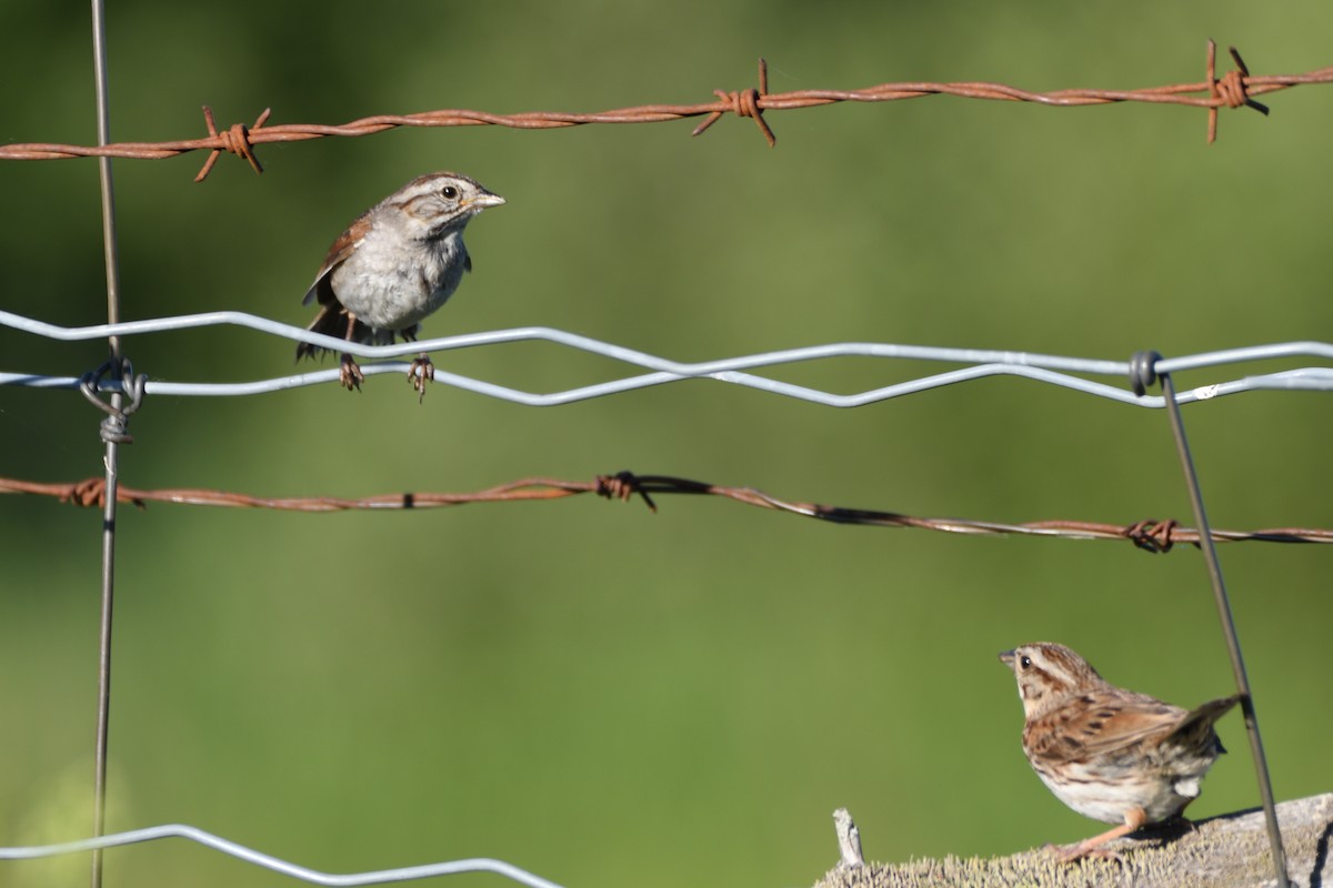 Swamp Sparrow - ML464619291