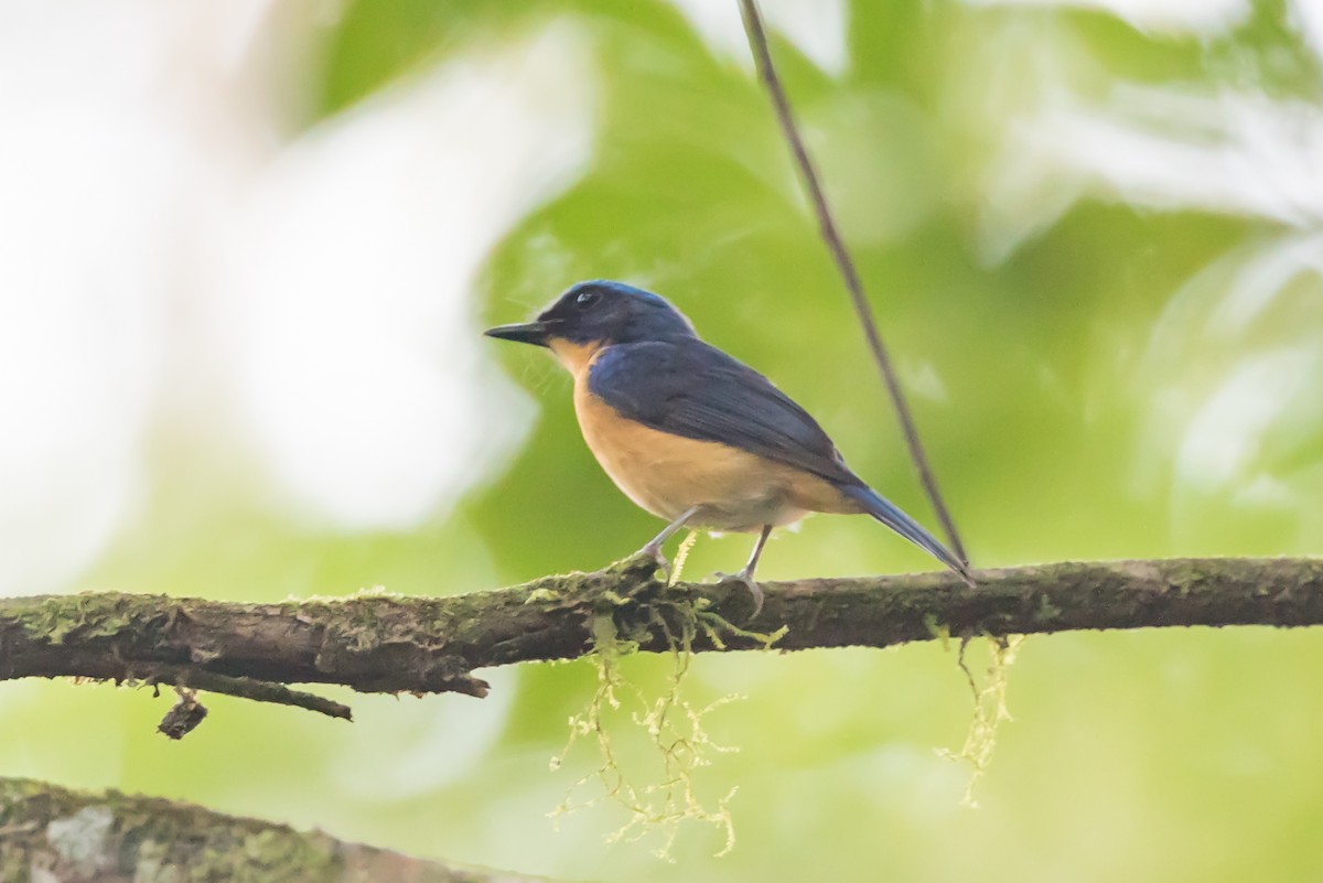 Bornean Blue Flycatcher - ML464620051