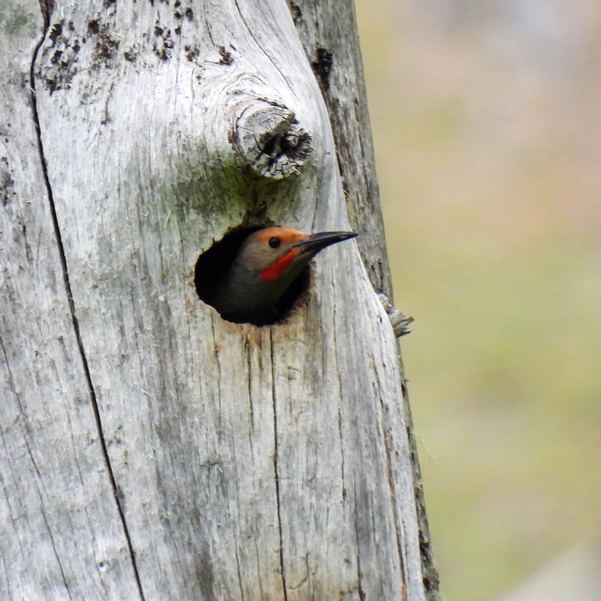 Northern Flicker - ML464620311