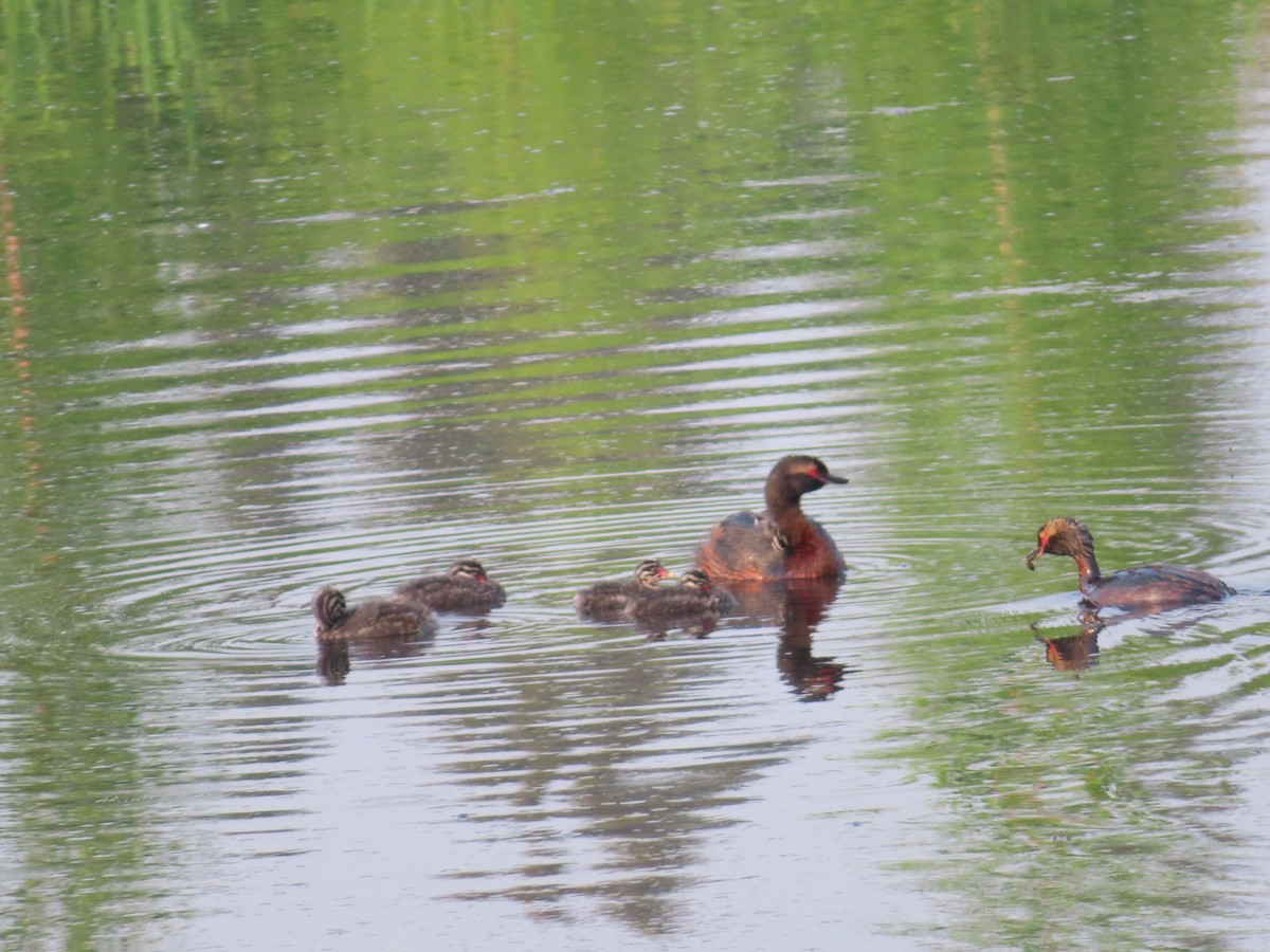 Horned Grebe - ML464620551