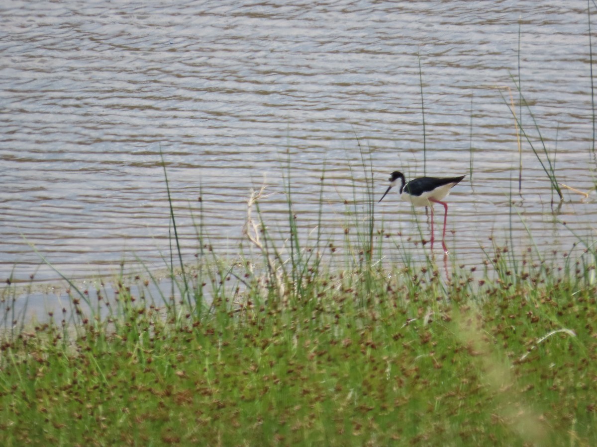 Black-necked Stilt (Black-necked) - ML464620721