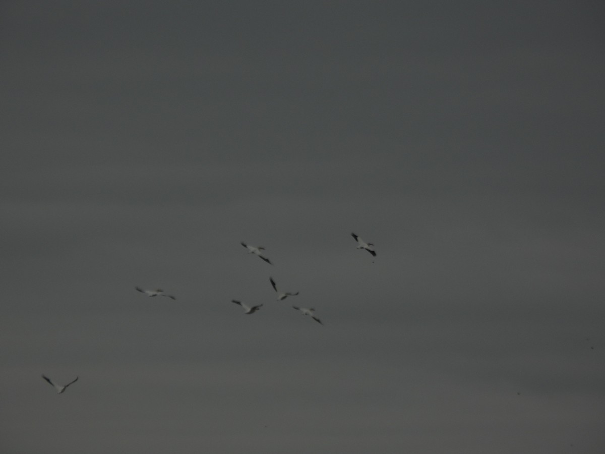 American White Pelican - ML464620961