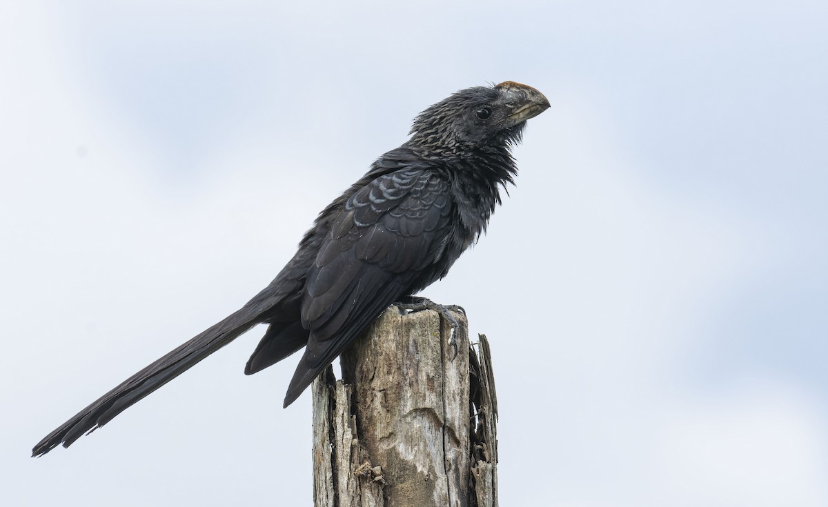 Smooth-billed Ani - ML464620971