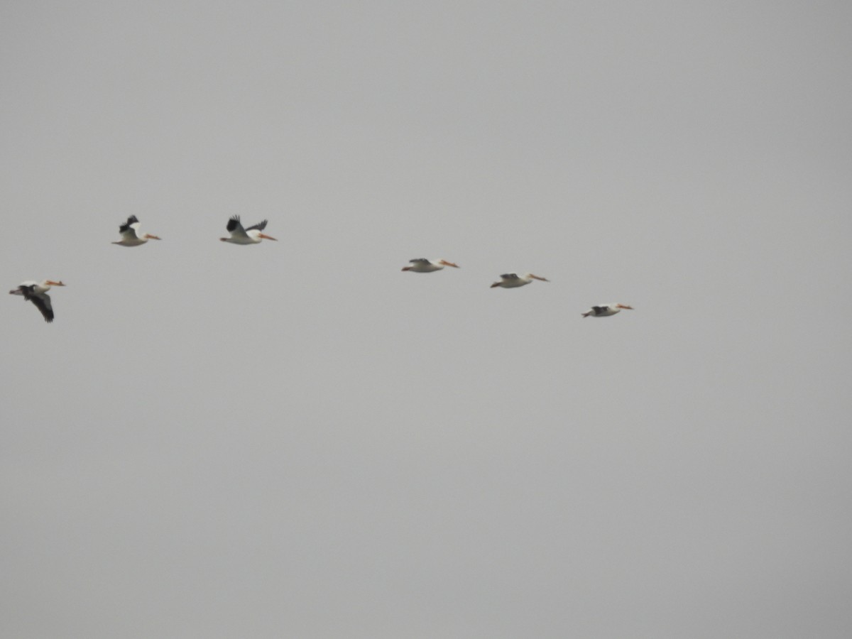 American White Pelican - ML464620991