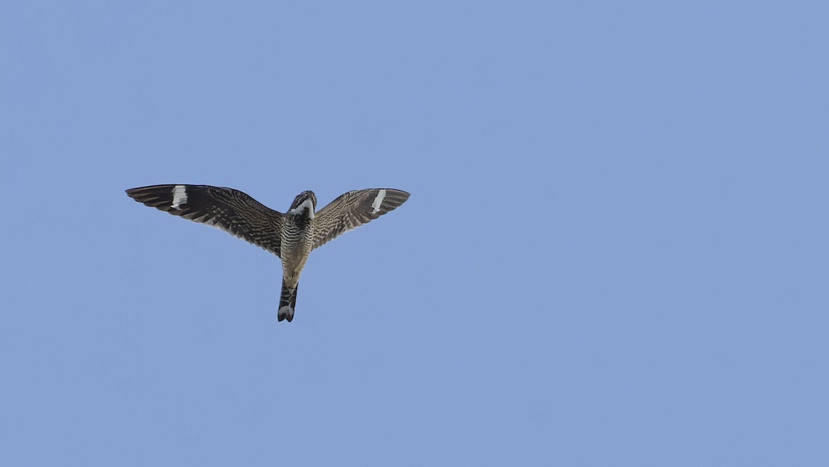 Antillean Nighthawk - ML464621181