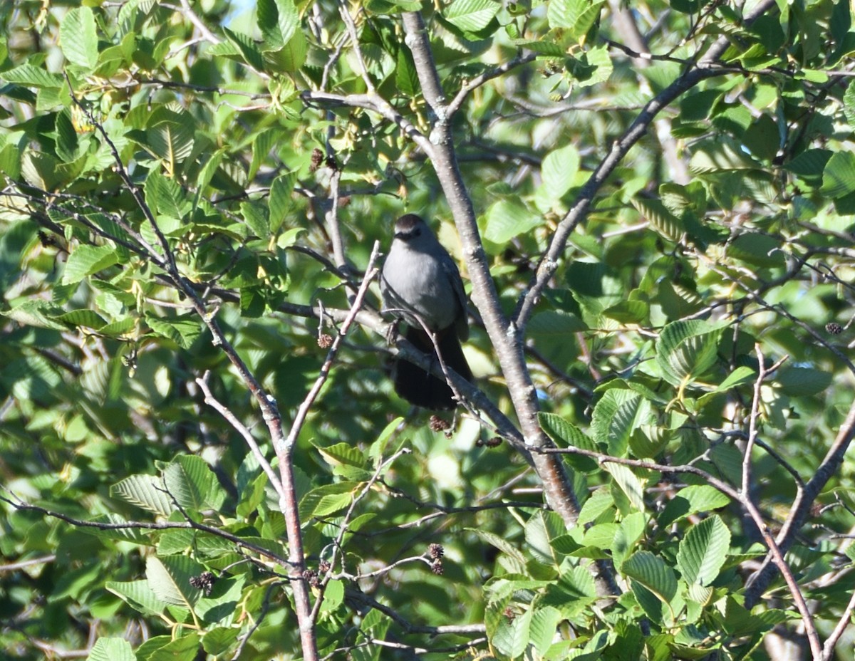 Gray Catbird - ML464621421