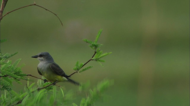 Western Kingbird - ML464622