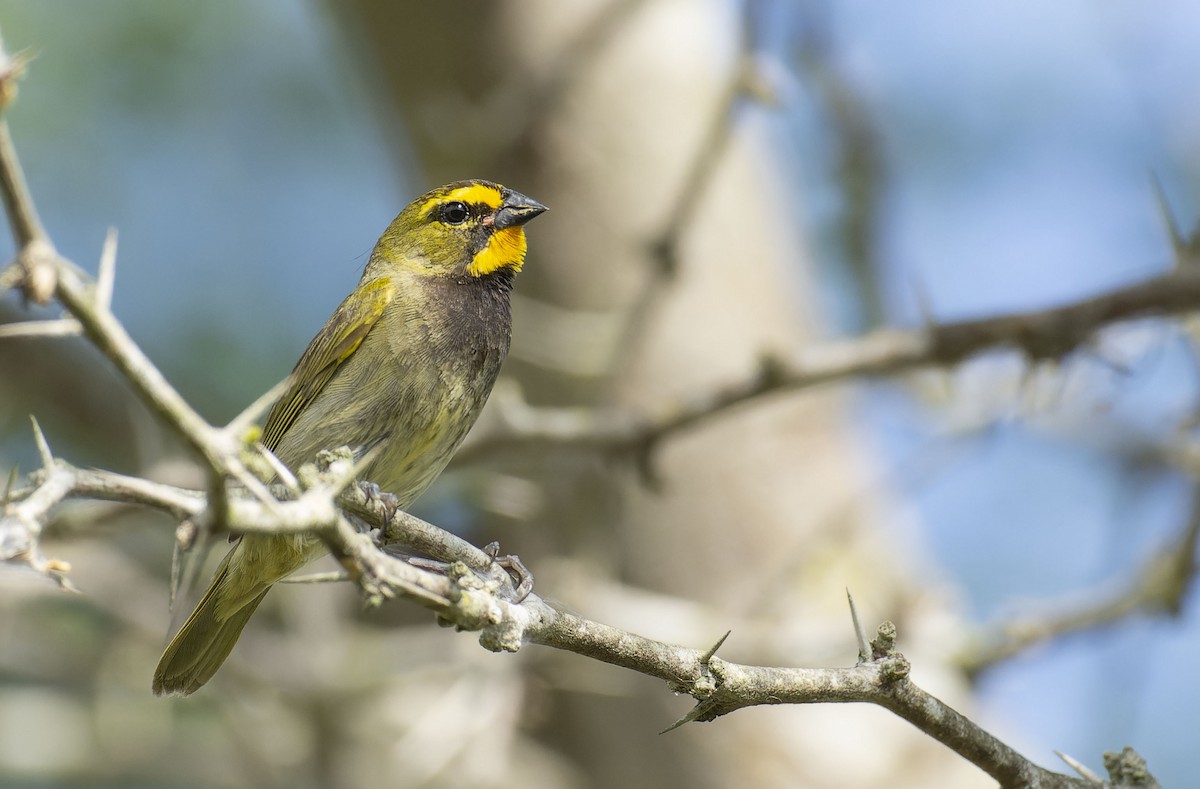 Yellow-faced Grassquit - ML464622271