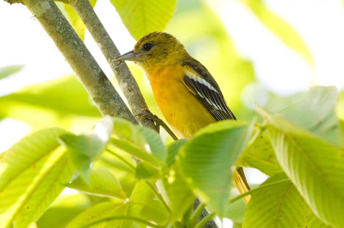 Baltimore Oriole - ML464622291