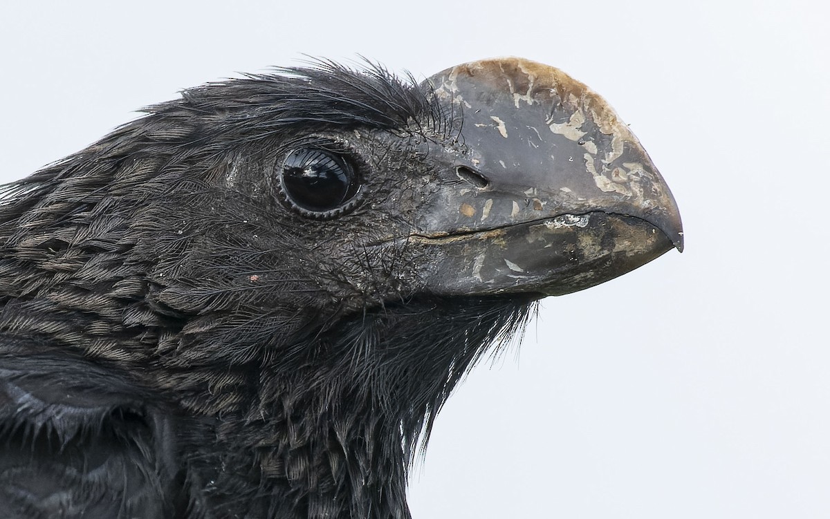 Smooth-billed Ani - ML464622351