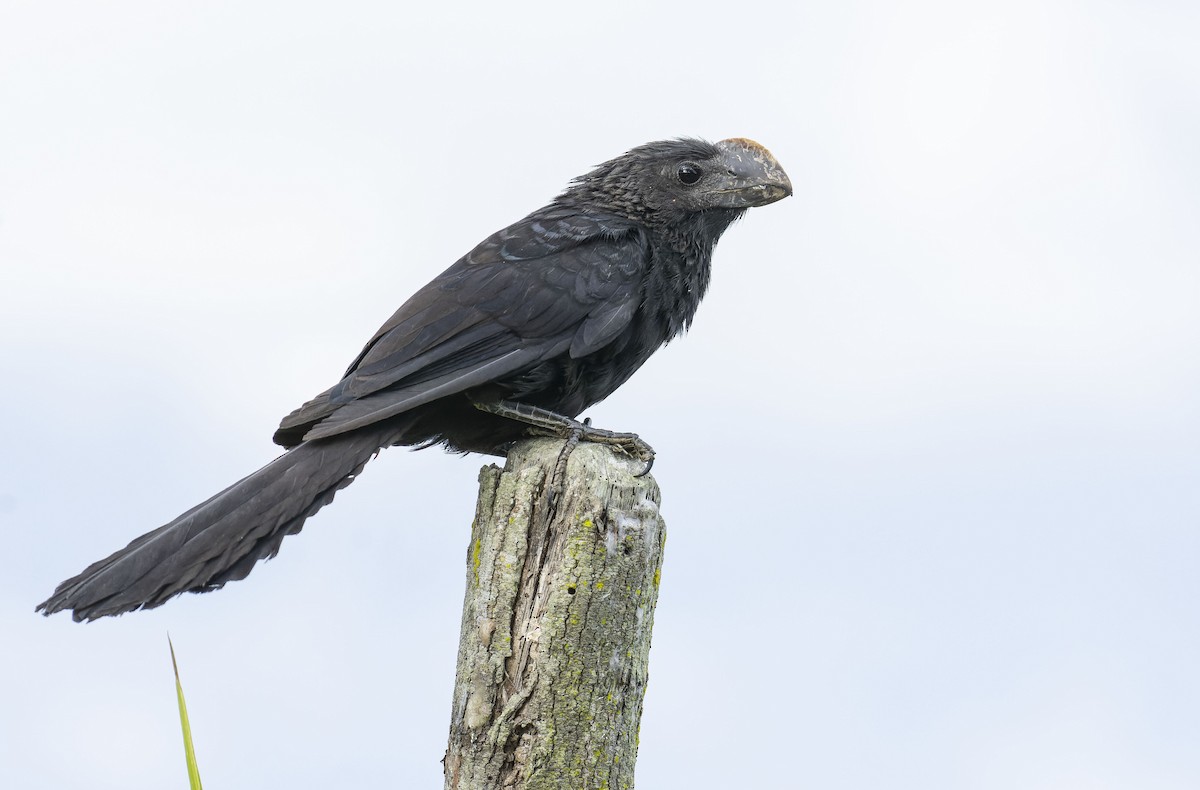 Smooth-billed Ani - ML464622381