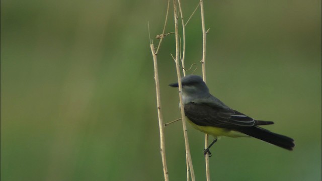 Western Kingbird - ML464623