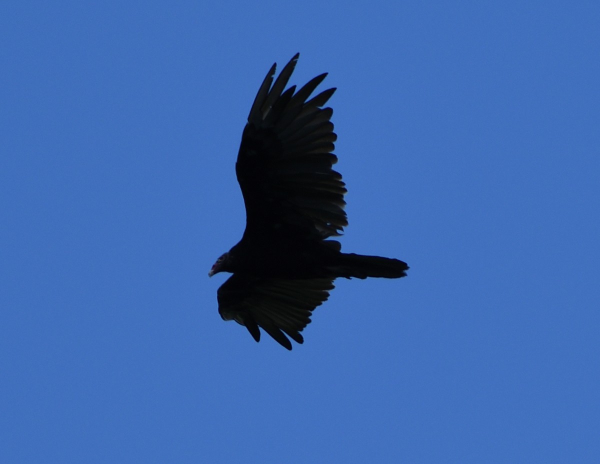 Turkey Vulture - ML464623071