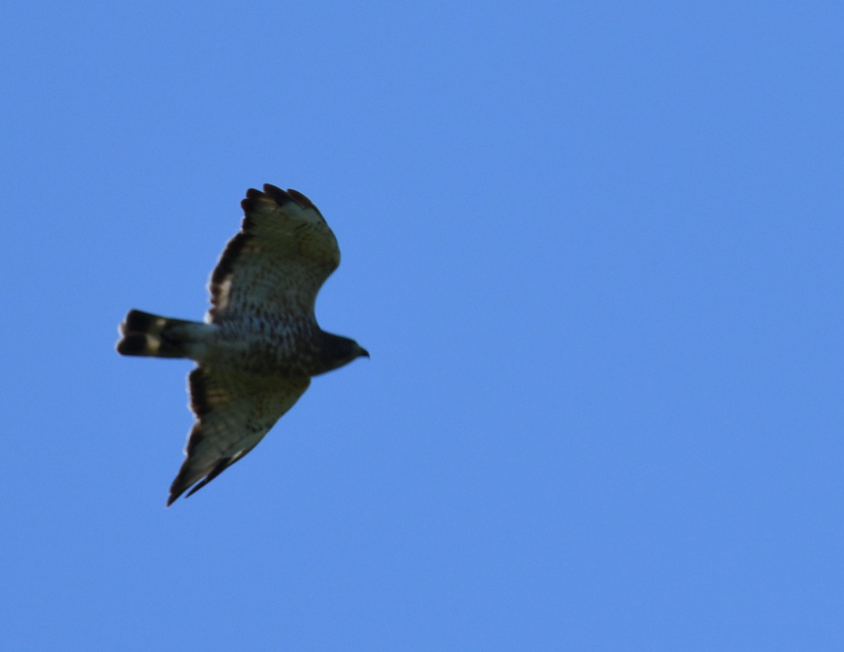 Broad-winged Hawk - ML464623321