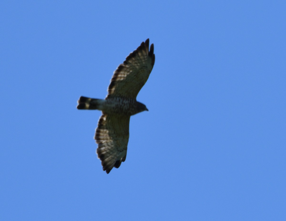 Broad-winged Hawk - ML464623341