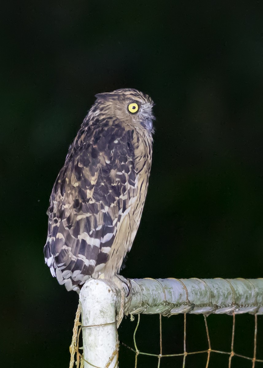 Buffy Fish-Owl - ML464623411