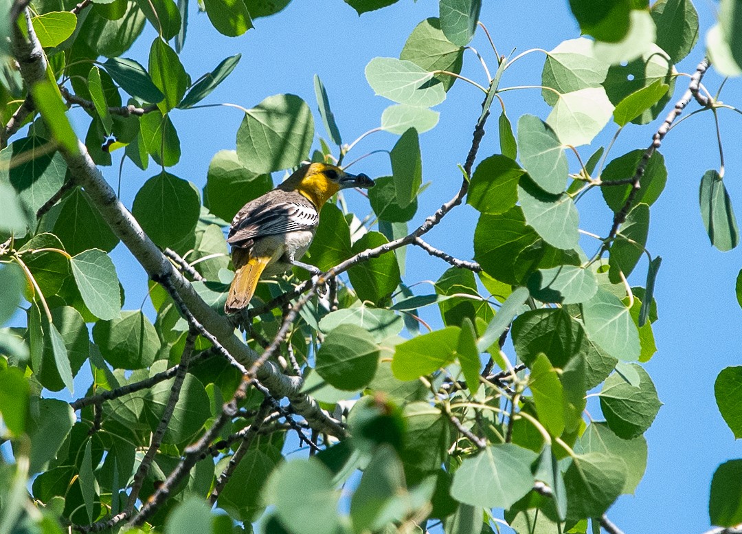 Bullock's Oriole - Kari Monagle