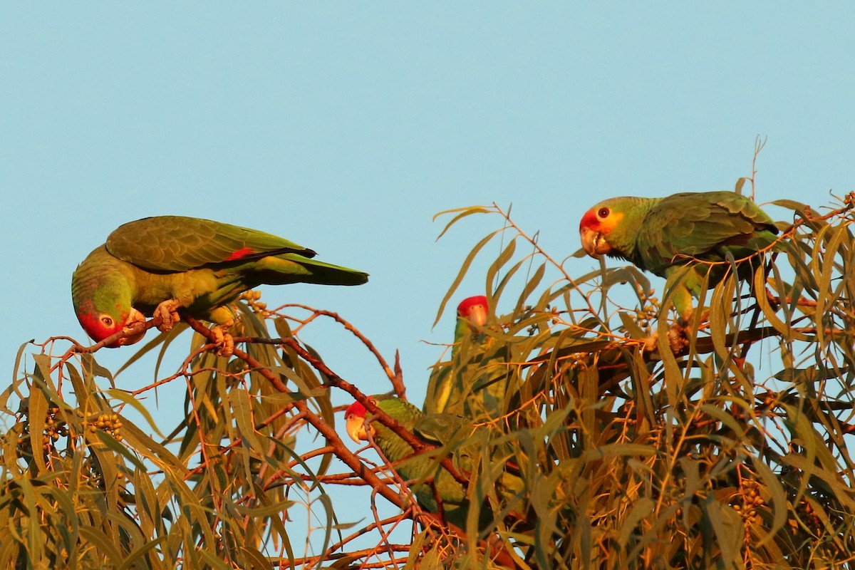 Red-lored Parrot (Red-lored) - Dan Jones