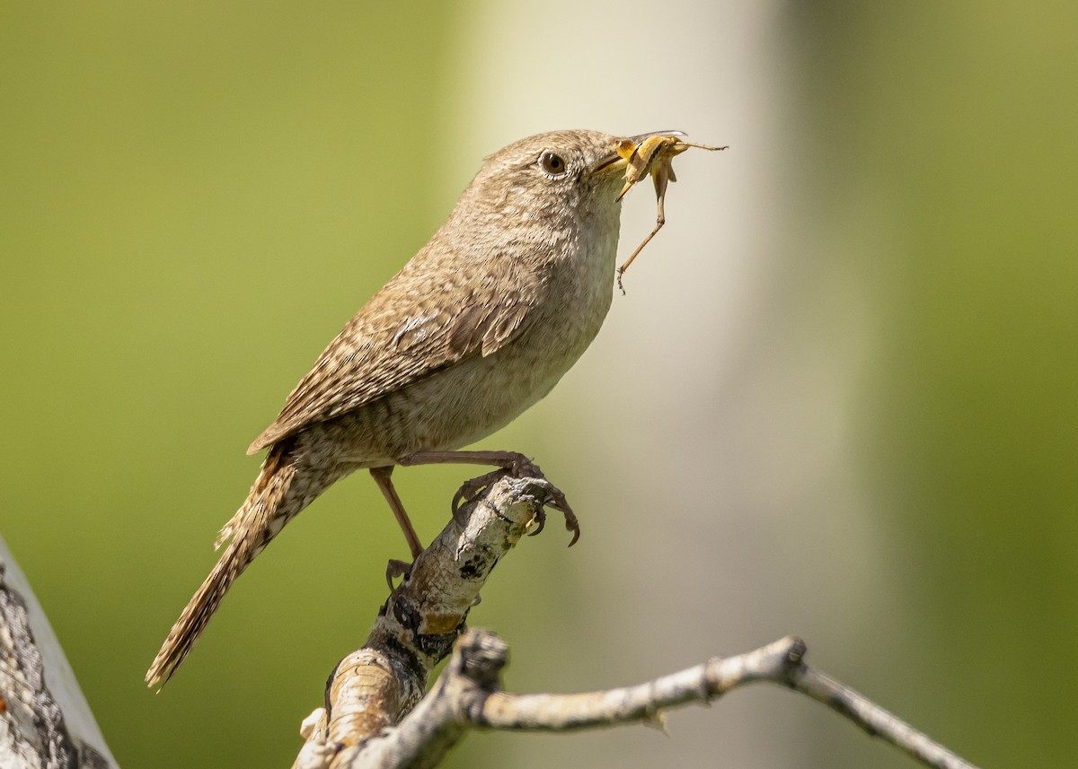 Northern House Wren (Northern) - ML464625191