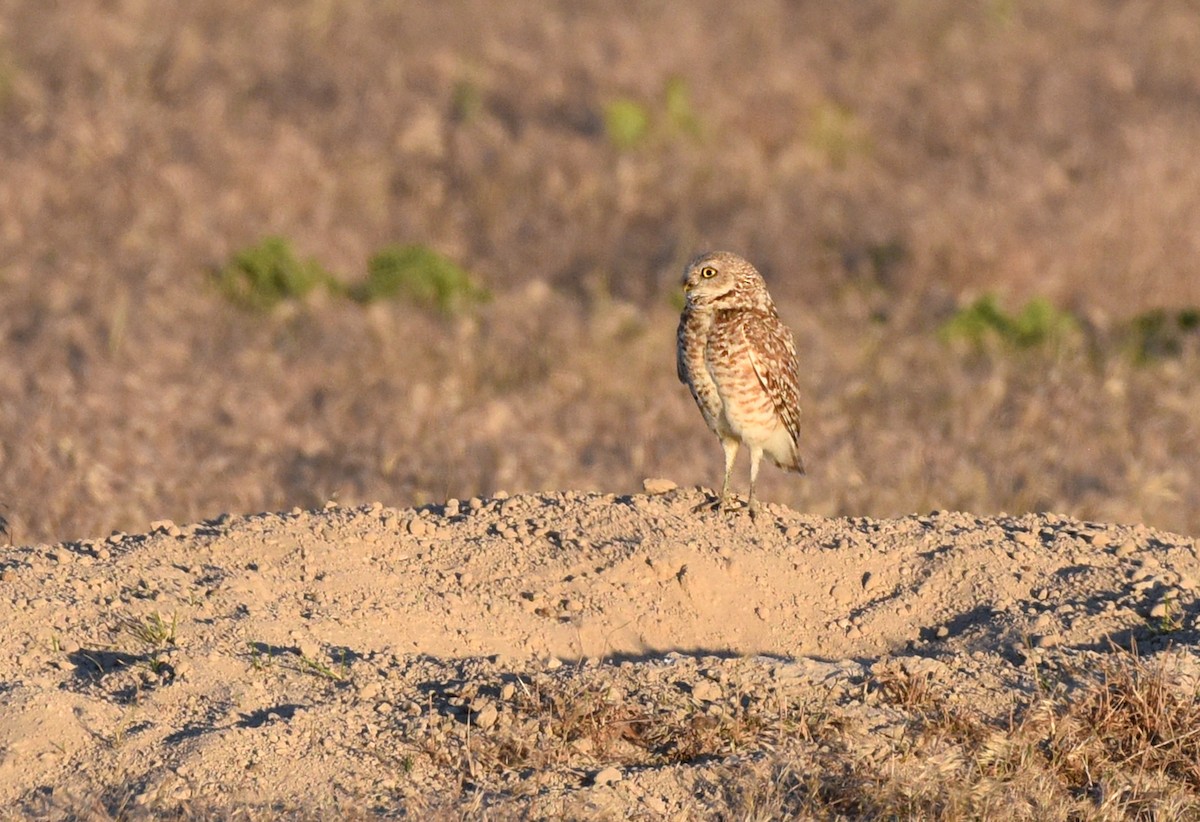 Burrowing Owl - Steven Mlodinow