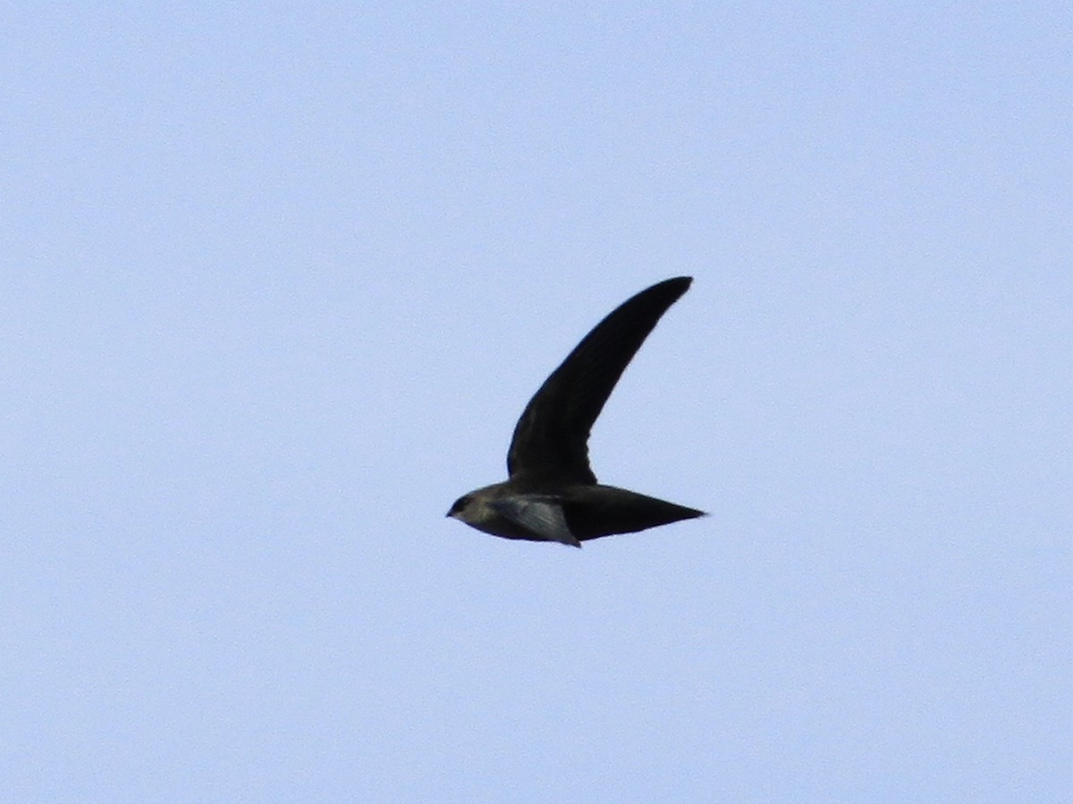 Chimney Swift - ML46462671