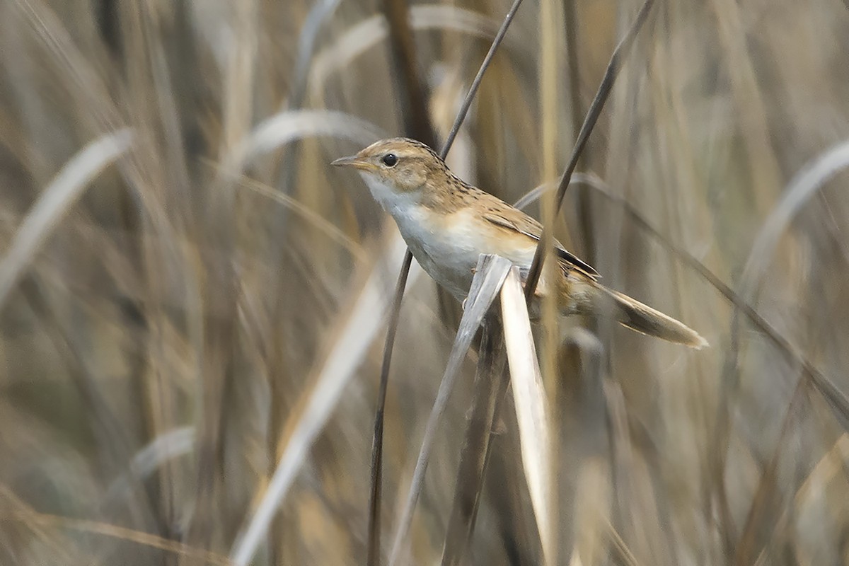 Marsh Grassbird - Miguel Rouco