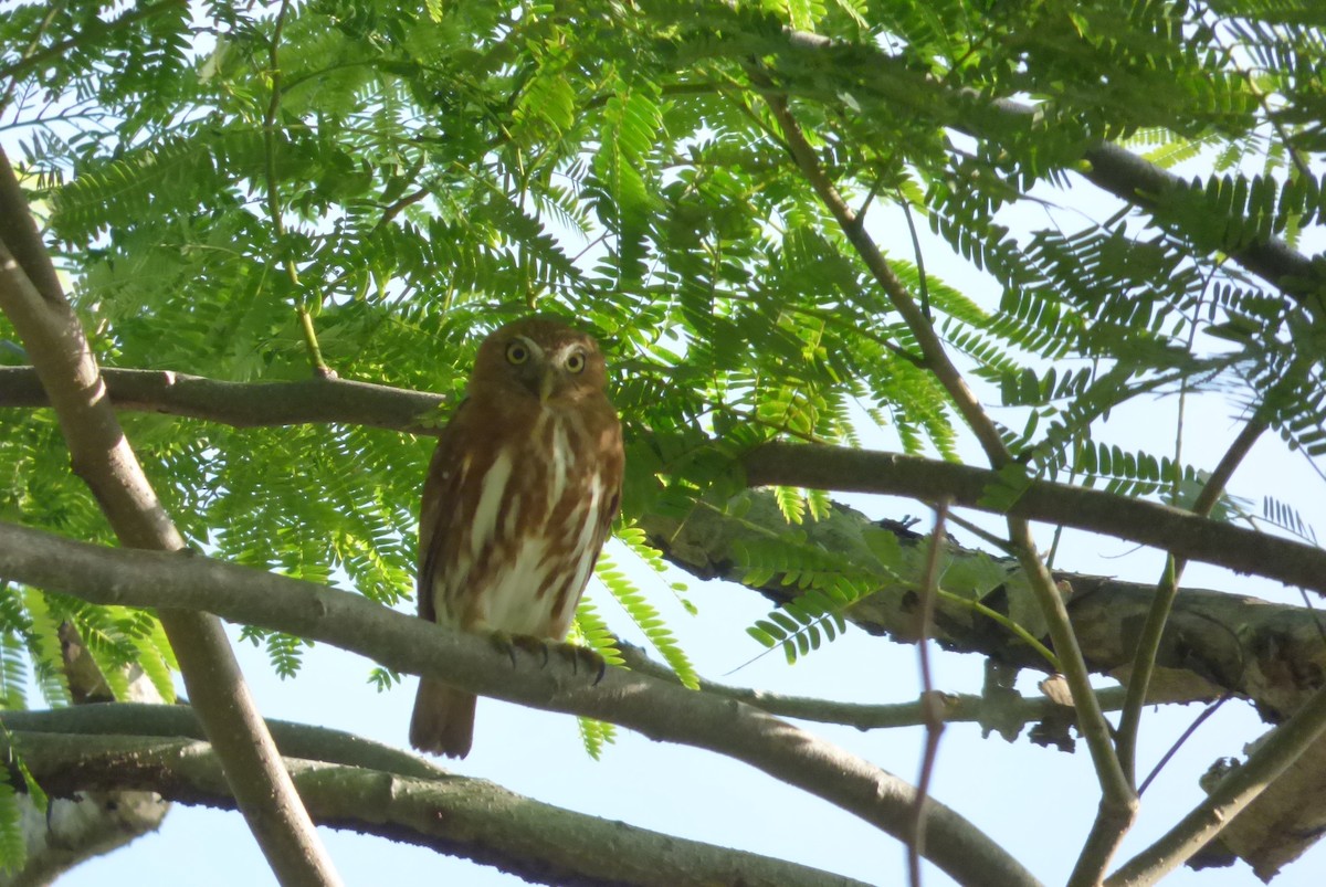 Ferruginous Pygmy-Owl - ML464626971