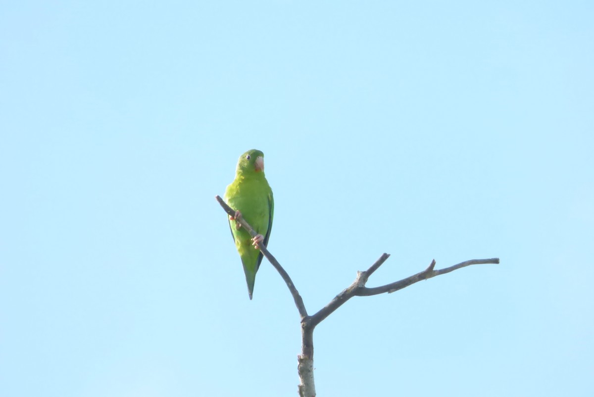 Orange-chinned Parakeet - ML464627061