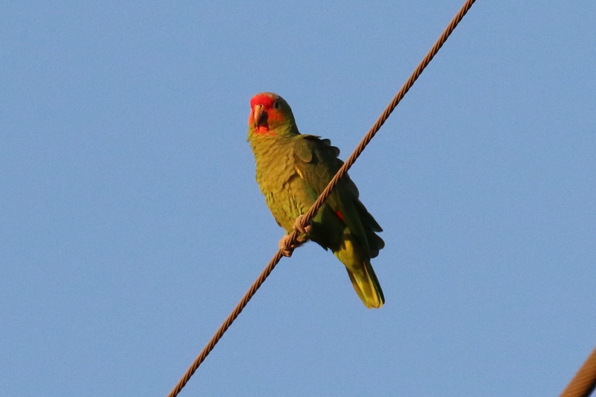 Red-crowned x Red-lored Parrot (hybrid) - ML46462721