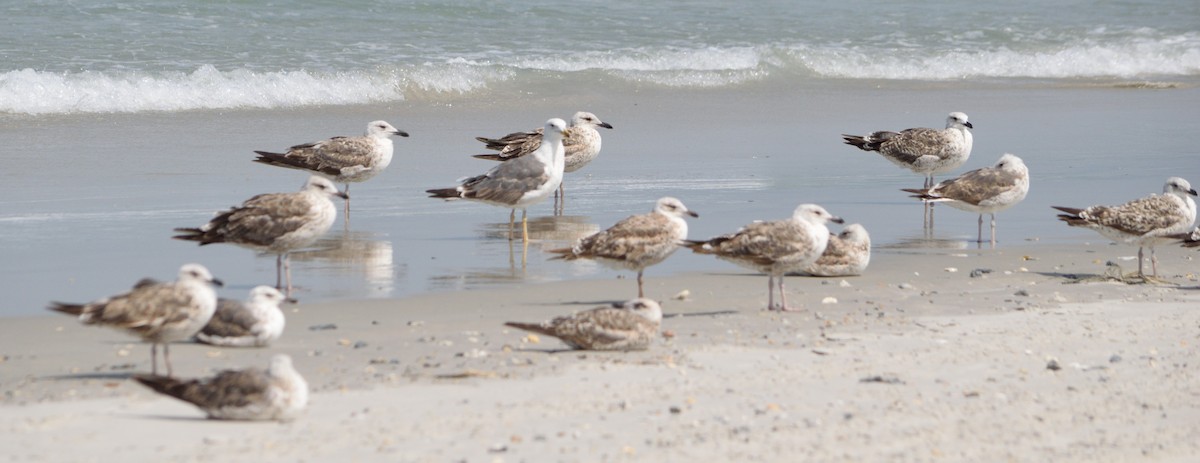 Lesser Black-backed Gull - ML464627241