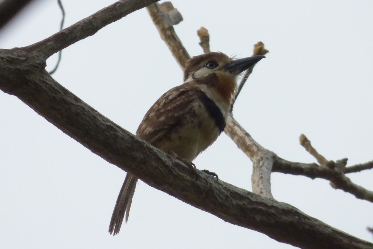 Russet-throated Puffbird - ML464627821