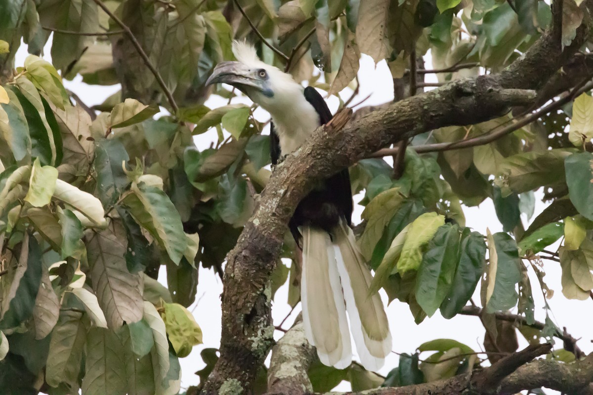 White-crowned Hornbill - ML464628921