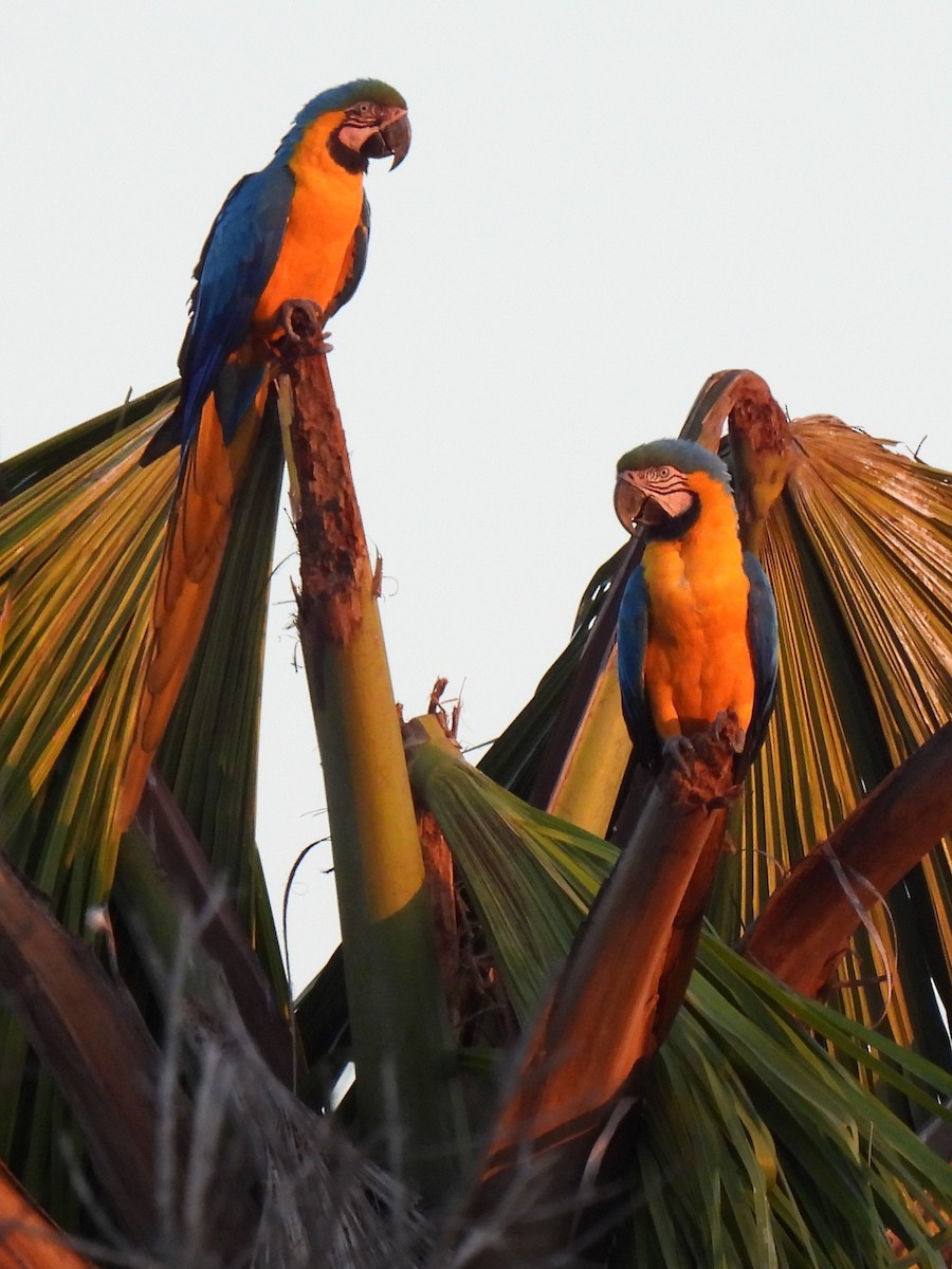 Blue-and-yellow Macaw - ML464629701