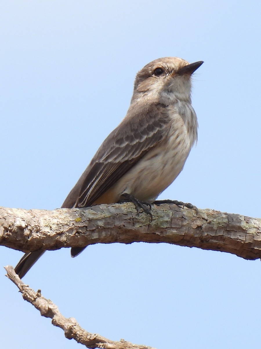 Vermilion Flycatcher - ML464630751