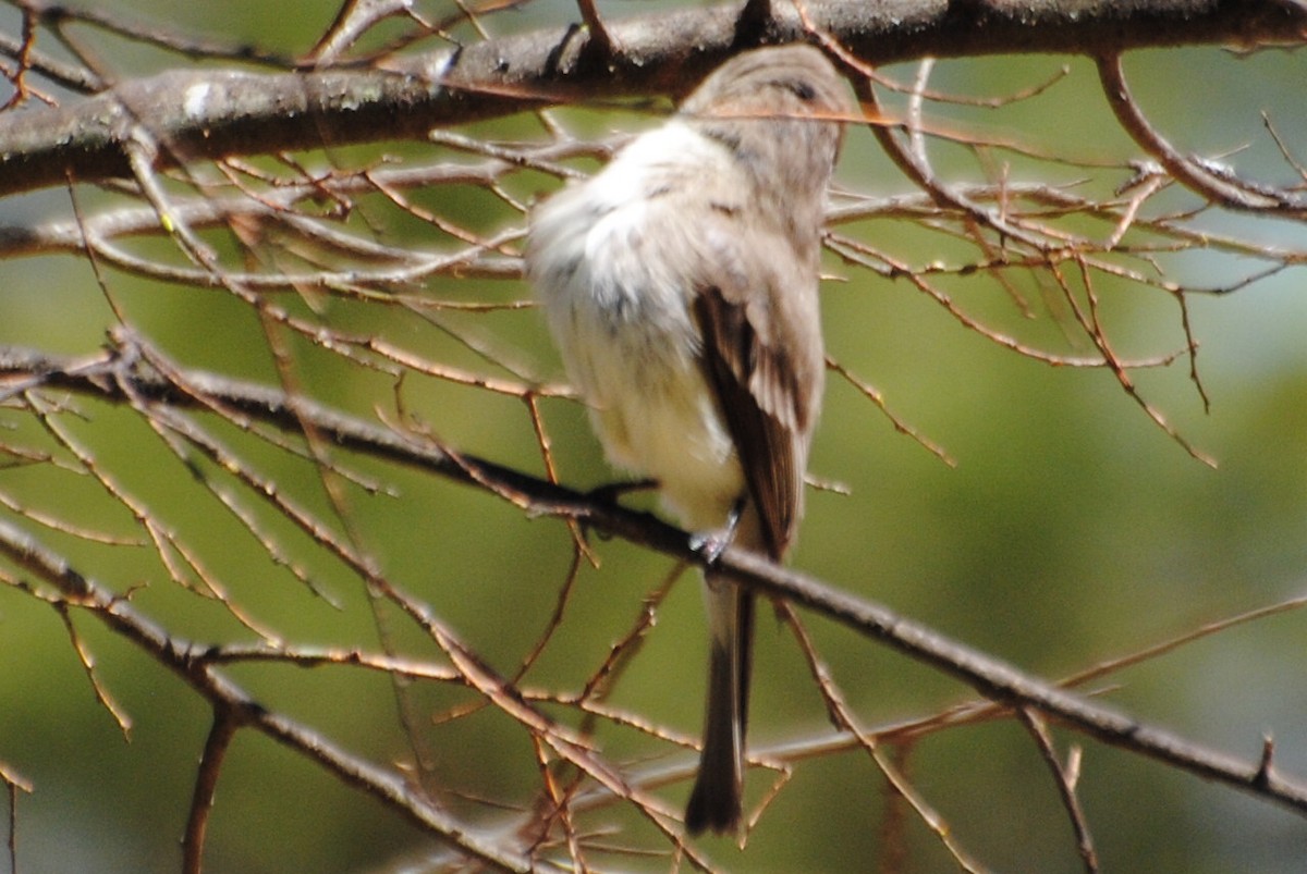 Eastern Phoebe - Bryan Sharp